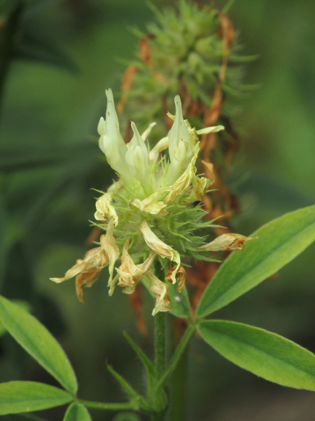 sulphur clover / Trifolium ochroleucon