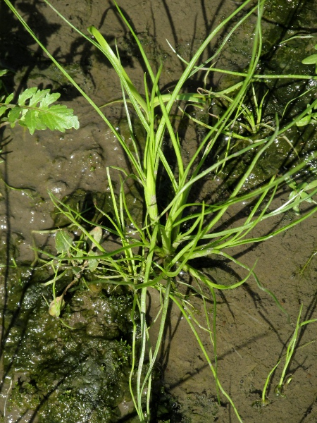 leafy rush / Juncus foliosus: _Juncus foliosus_ has broader leaves and its branches diverge at wider angles than in the closely related _Juncus bufonius_. It grows in muddy pond-margins.