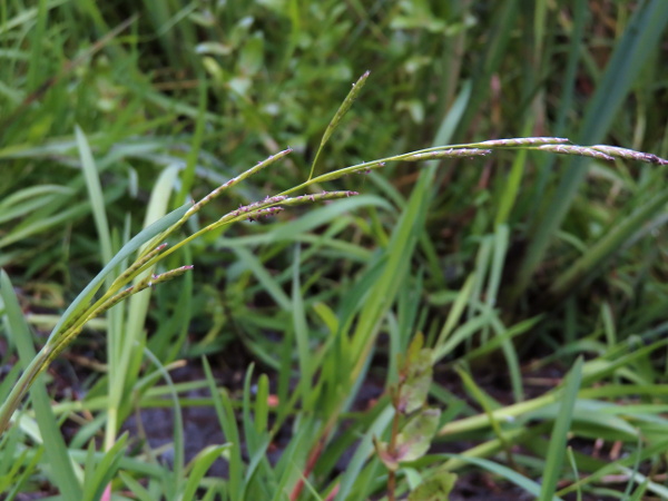 small sweet-grass / Glyceria declinata: The inflorescence of _Glyceria declinata_ consists of several long, narrow spikelets on an arching stem.