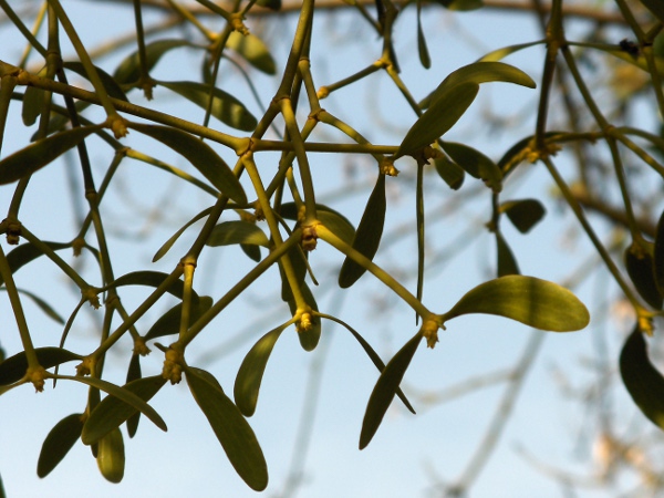 mistletoe / Viscum album: Close-up of leaves and flowers