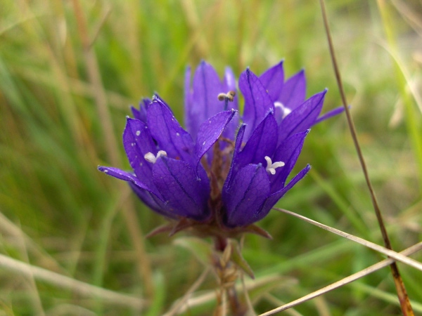 clustered bellflower / Campanula glomerata: _Campanula glomerata_ has dense flower-spikes, whereas our other _Campanula_ species have much looser inflorescences.