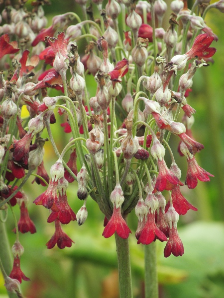 Tibetan cowslip / Primula florindae: In this cultivar, the flowers are red, but they are normally yellow.