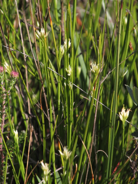 white beak-sedge / Rhynchospora alba: Flowers