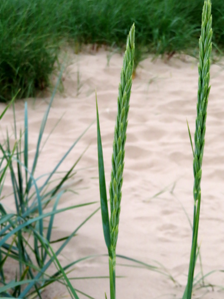 Lyme grass / Leymus arenarius: The spikelets of _Leymus arenarius_ are like those of _Elymus_, but they are borne in a narrow, branched inflorescence, rather than a simple raceme.