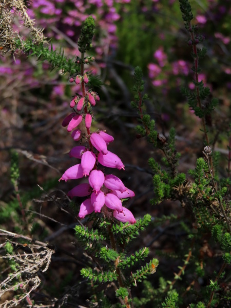 Dorset heath / Erica ciliaris: _Erica ciliaris_ is a heather species with large pink flowers that grows in Cornwall and Dorset.