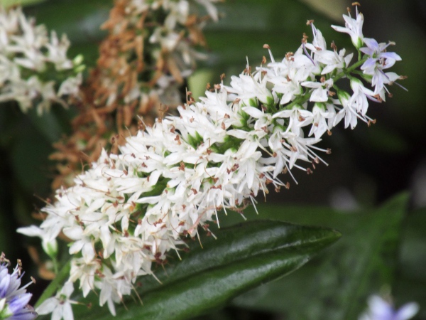 Dieffenbach’s hebe / Veronica dieffenbachii: Inflorescence