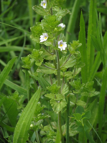 common eyebright / Euphrasia nemorosa