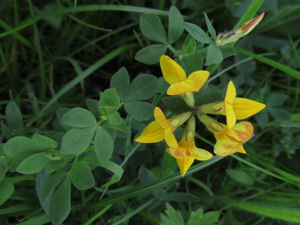 common bird’s-foot trefoil / Lotus corniculatus: From above, the sinus between the calyx lobes is visible; it is obtuse in _Lotus corniculatus_, but acute in _Lotus pedunculatus_.