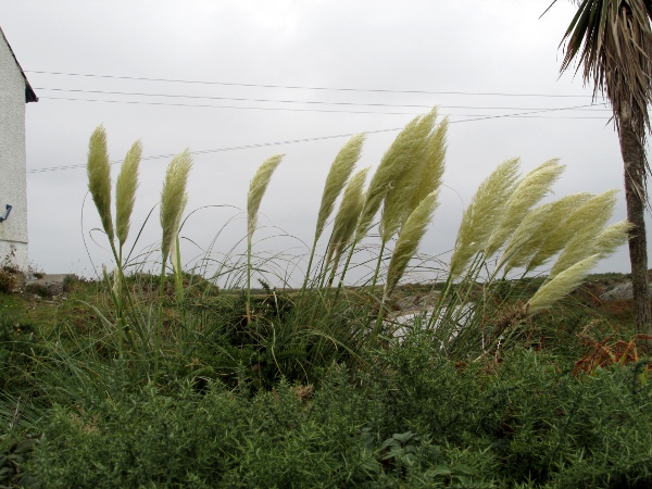 pampas grass / Cortaderia selloana: In cultivation