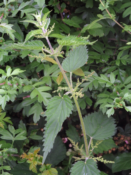 common nettle / Urtica dioica: _Urtica dioica_ subsp. _galeopsifolia_ is an under-recorded diploid subspecies of damp habitats; it has narrower leaves, with hardly any stinging hairs.