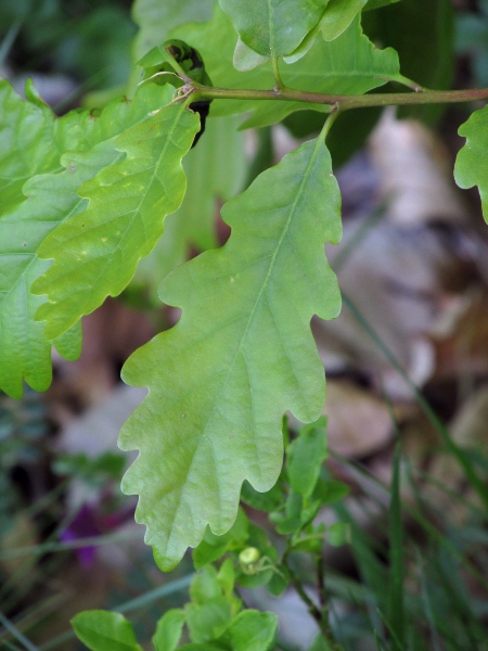 sessile oak / Quercus petraea: The leaves of _Quercus petraea_ differ from those of _Quercus robur_ in their long stalks and lack of auricles at the base of the leaf.