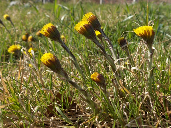coltsfoot / Tussilago farfara: _Tussilago farfara_ grows in various kinds of disturbed ground, including coastal sand and shingle; its flower-stems appear early in the year, before the leaves grow.