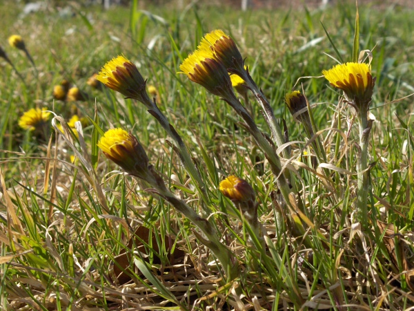 coltsfoot / Tussilago farfara