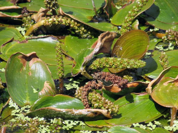 broad-leaved pondweed / Potamogeton natans: _Potamogeton natans_ grows throughout the British Isles in a wide-range of slow-flowing waterways; the hingeing joint at the base of each floating leaf is characteristic.