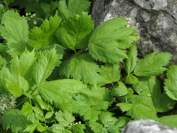 baneberry / Actaea spicata: Within the British Isles, _Actaea spicata_ only grows in limestone pavements and open woodlands in the Yorkshire Dales, North York Moors and Lower Wharfedale.