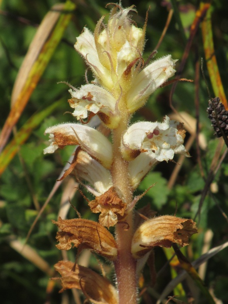 oxtongue broomrape / Orobanche picridis