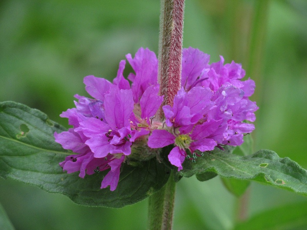 purple loosestrife / Lythrum salicaria: Flowers