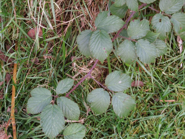 brambles / Rubus ser. Sylvatici: _Rubus_ ser. _Sylvatici_ contains brambles with no stalked glands and leaves that are not tomentose on the underside.