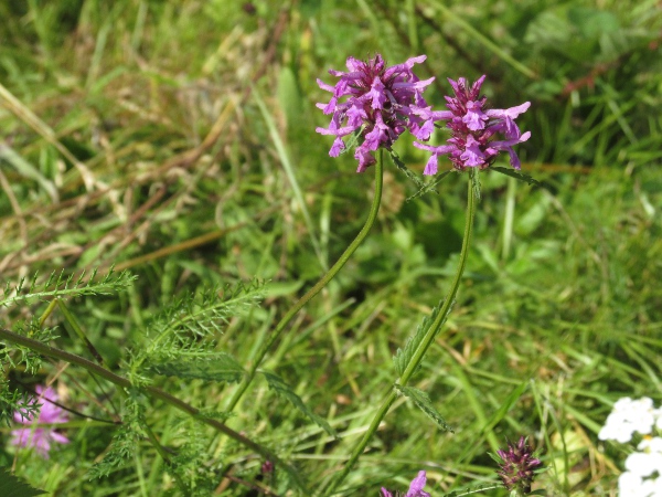 betony / Betonica officinalis: _Betonica officinalis_ is widespread in England and Wales, but only found at scattered locations in Ireland and Scotland.