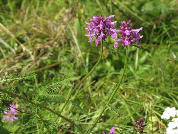 betony / Betonica officinalis