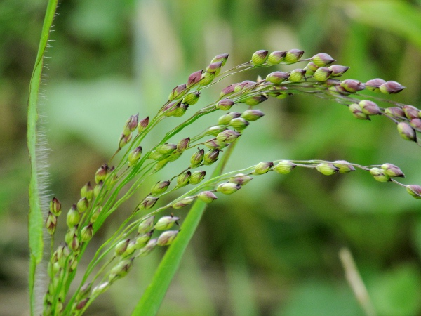 common millet / Panicum miliaceum: Inflorescence