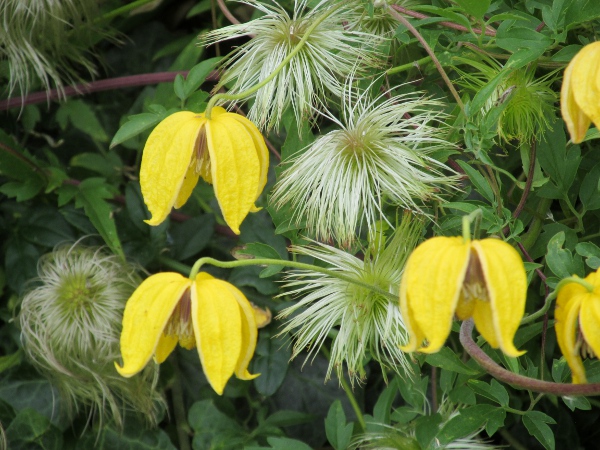 orange-peel clematis / Clematis tangutica: The bright yellow sepals are not seen in our other species of _Clematis_.