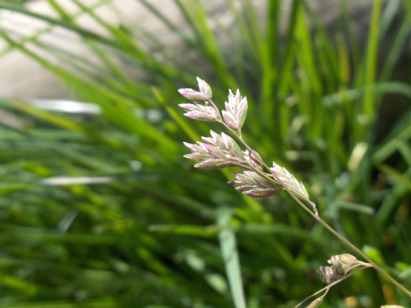 swamp meadow-grass / Poa palustris: Inflorescence