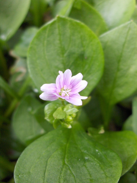 pink purslane / Claytonia sibirica: The flowers of _Claytonia sibirica_ are larger than those of _Claytonia perfoliata_, and the stem leaves are not fused into a perfoliate bract.