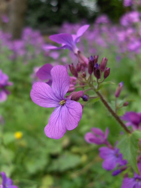 honesty / Lunaria annua: The flowers of _Lunaria annua_ are typically pink or purplish, but can also be white.