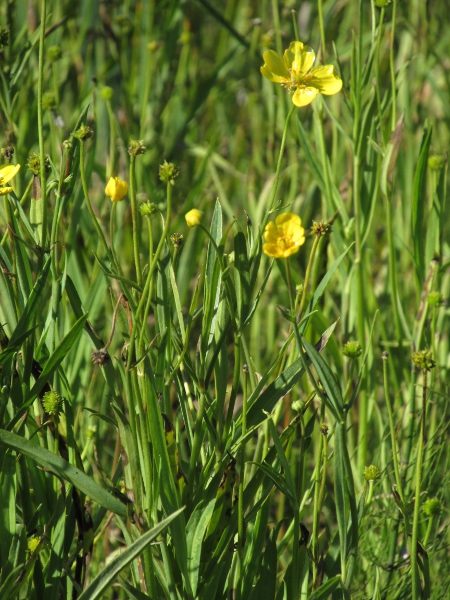 greater spearwort / Ranunculus lingua: A plant of wet places, _Ranunculus lingua_ has undivided leaves.