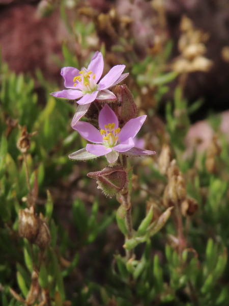 rock sea-spurrey / Spergularia rupicola: _Spergularia rupicola_ has large flowers, more than 8 mm across, and its stems are glandular-hairy, even below the inflorescence.