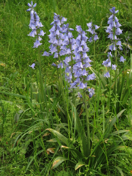 Spanish bluebell / Hyacinthoides hispanica: _Hyacinthoides hispanica_ has paler flowers than _Hyacinthoides non-scripta_, in upright rather than nodding and 1-sided racemes.