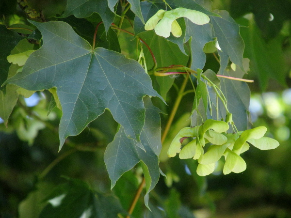 Cappadocian maple / Acer cappadocicum: _Acer cappadocicum_ has lobed but untoothed leaves.