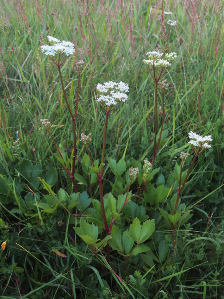 Scots lovage / Ligusticum scoticum: _Ligusticum scoticum_ is a coastal species that occurs almost exclusively north of the Scottish border, as well as along the north coast of Ireland, on rocky or sandy substrates.