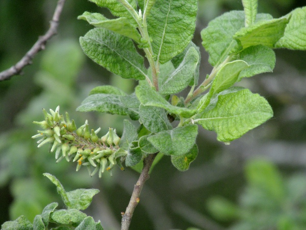 eared willow / Salix aurita: _Salix aurita_ has round, rugose leaves with quite large persistent stipules.