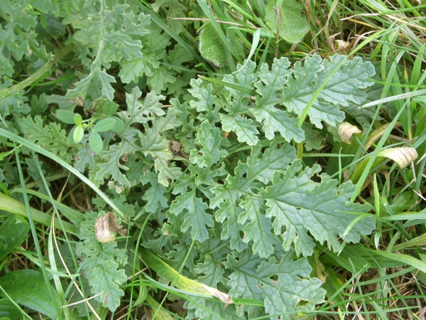 common ragwort / Jacobaea vulgaris: The leaves of _Jacobaea vulgaris_ are poisonous to livestock, but are usually avoided in the fresh state and are only dangerous in cut hay.
