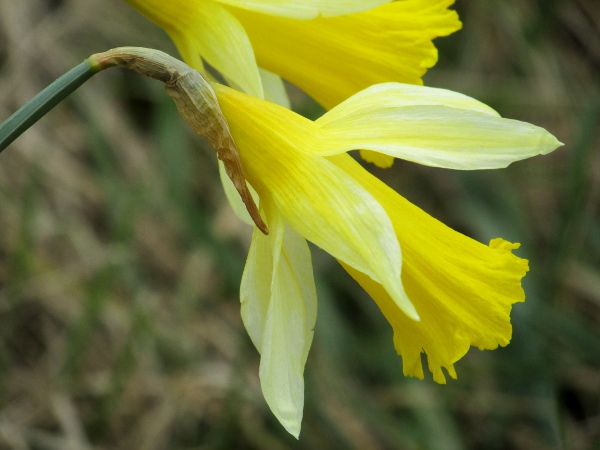 pale-flowered daffodil / Narcissus macrolobus: The tepals of _Narcissus macrolobus_ are straw-coloured, paler than the corona; the hypanthial tube and pedicel are both short.
