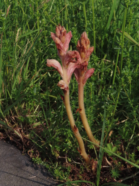 bedstraw broomrape / Orobanche caryophyllacea: _Orobanche caryophyllacea_ grows in East Kent as a <a href="parasite.html">parasite</a> on _Galium album_; abroad, other species such as _Galium verum_ (pictured) can be the host.