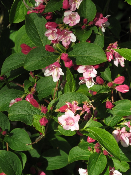 weigelia / Weigela florida: _Weigela florida_ is an East Asian shrub that is popular as a garden plant and sometimes escapes into the wild.