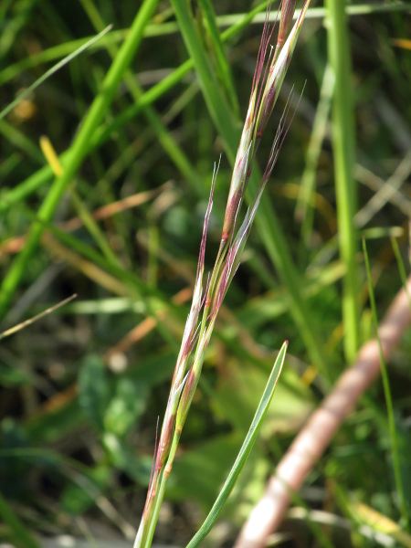 meadow oat-grass / Helictochloa pratensis: The membranous margins of the lemmas of _Avenula pratensis_ give the inflorescence as a whole a silvery appearance.