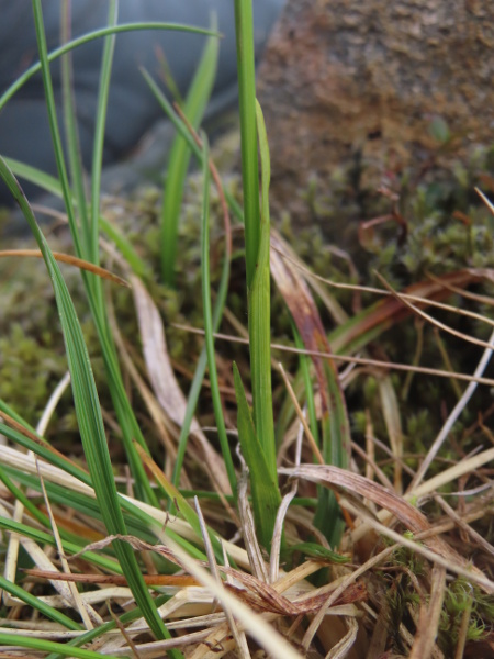 sheathed sedge / Carex vaginata: _Carex vaginata_ is similar to the much more widespread _Carex panicea_, but its bracts and leaves are distinctively loose-fitting.