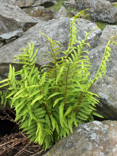 Borrer’s male-fern / Dryopteris borreri: _Dryopteris borreri_ is part of the difficult _Dryopteris affinis_ aggregate of species.