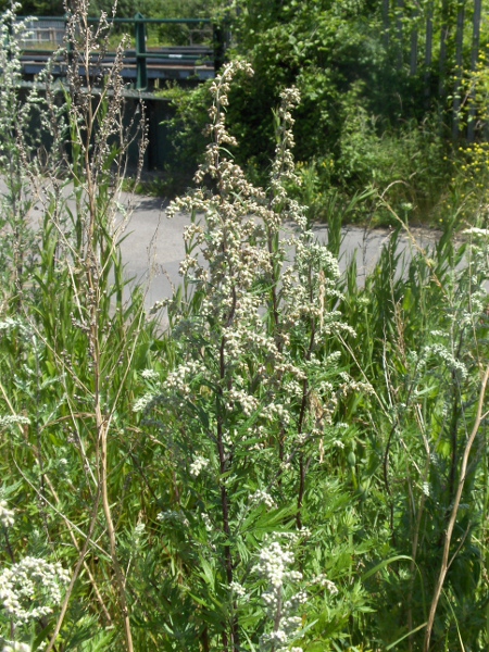 mugwort / Artemisia vulgaris: _Artemisia vulgaris_ is a widespread plant of waste ground.