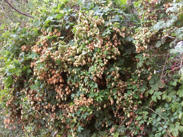 hop / Humulus lupulus: _Humulus lupulus_ is a scrambling vine native to lowland parts of England and Wales.