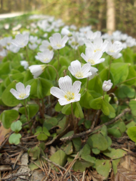 wood sorrel / Oxalis acetosella: _Oxalis acetosella_ is a widespread understorey plant of woodlands, including dark coniferous woodland, but also of wet upland habitats.