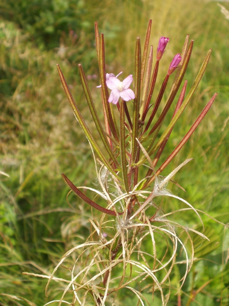 hoary willowherb / Epilobium parviflorum