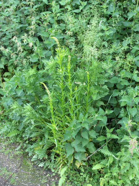 weld / Reseda luteola: _Reseda luteola_ grows in rough ground especially on calcareous soils.