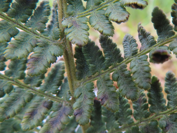 rigid buckler-fern / Dryopteris submontana: The leaves of _Dryopteris submontana_ are dull in appearance, and covered with glands.