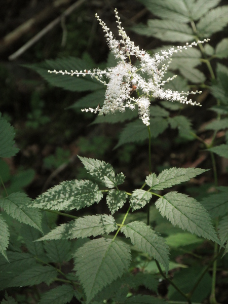 buck’s beard / Aruncus dioicus: _Aruncus dioicus_ is a dioecious perennial herb that occasionally spreads, especially where both male and female plants are present.