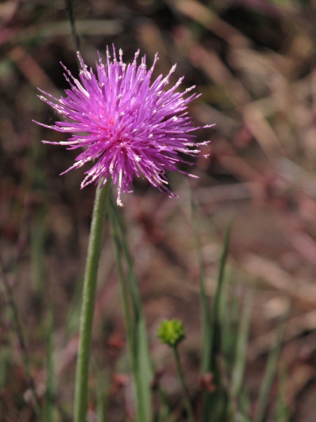 meadow thistle / Cirsium dissectum: _Cirsium dissectum_ grows in peaty bogs and fens, especially in Ireland, South Wales and southern England (more rarely in central and eastern England and south-western Scotland).